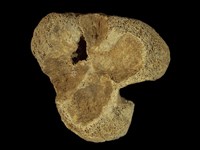 藏品(哺乳動物腳骨化石)的圖片